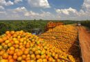 Colheita de laranjas em Itaboraí
